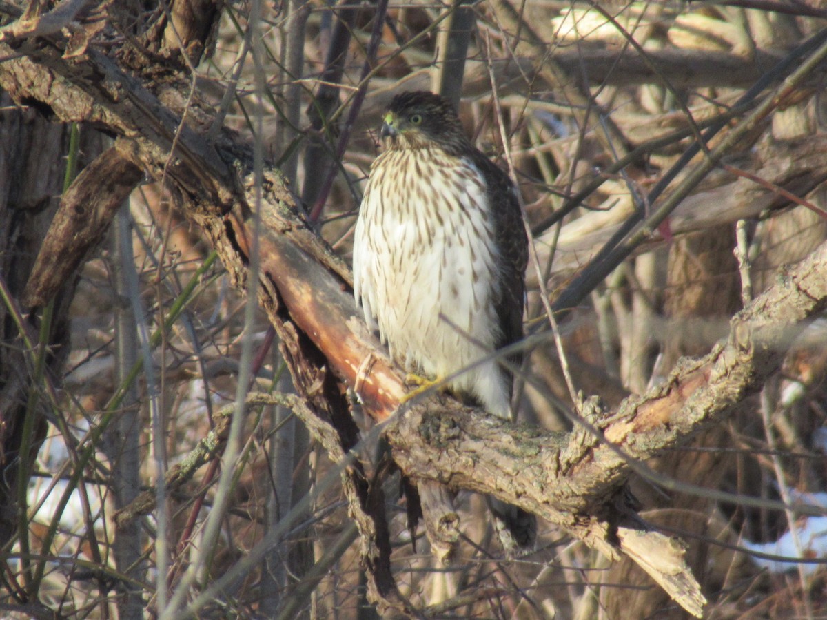 Cooper's Hawk - ML647479704