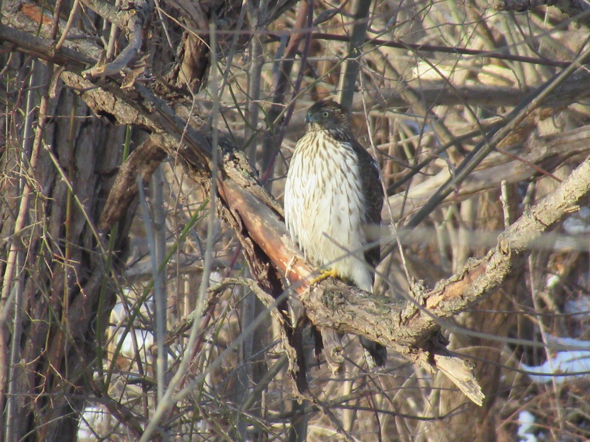 Cooper's Hawk - ML647479714
