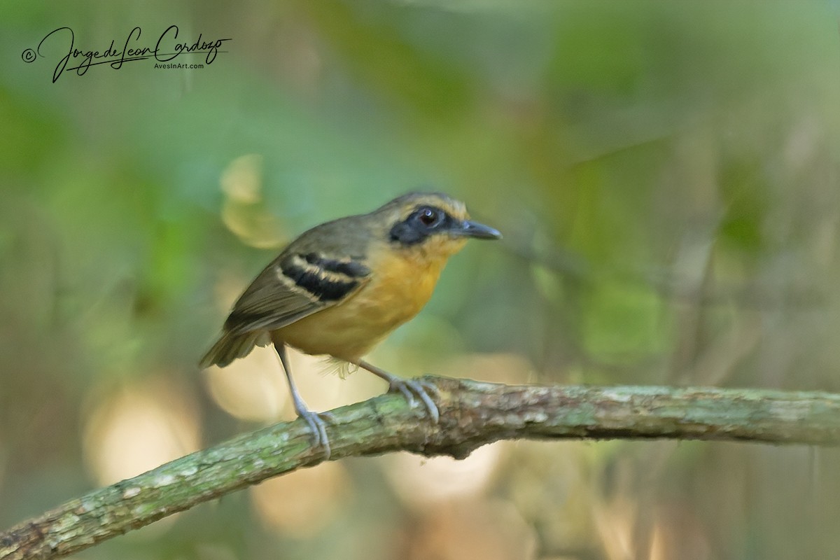 Black-faced Antbird - ML647479742