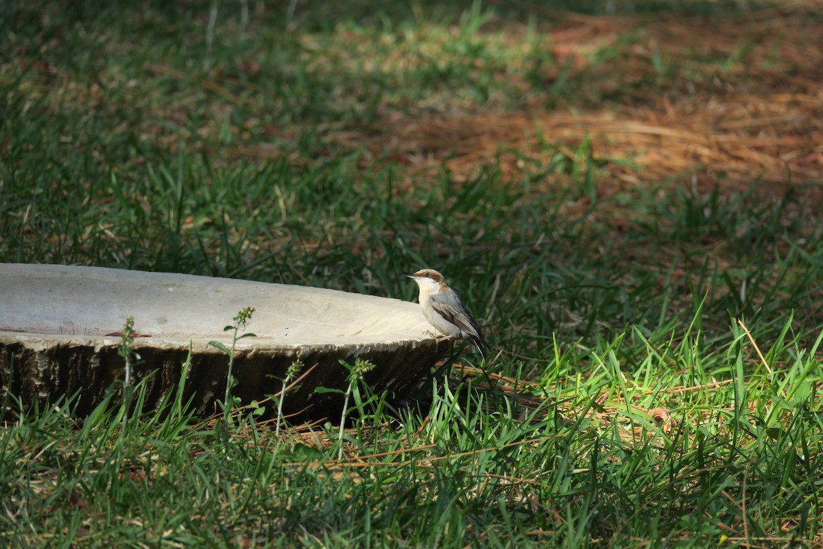 Sittelle à tête brune - ML647479792