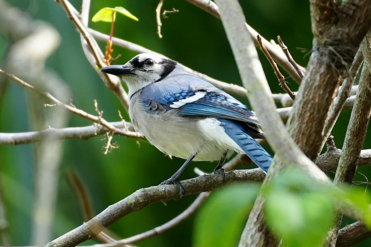 Blue Jay - ML647479794
