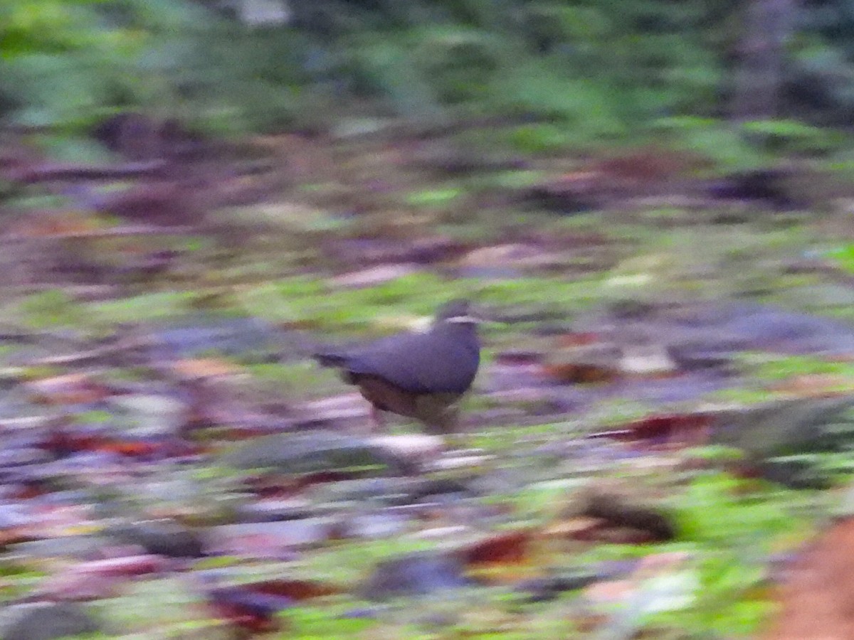 Olive-backed Quail-Dove - ML647479795