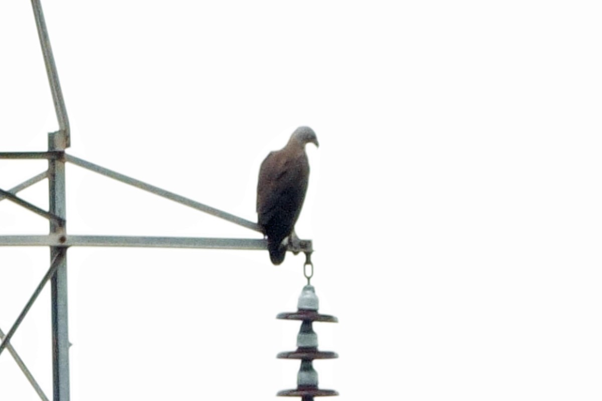 Gray-headed Fish-Eagle - ML647479807