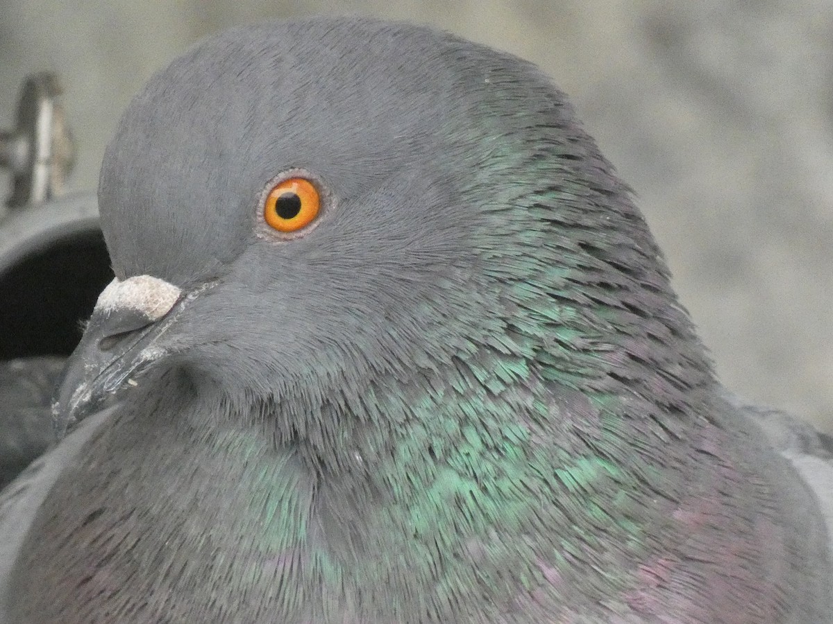 カワラバト（ドバト、家畜型） - ML647479819