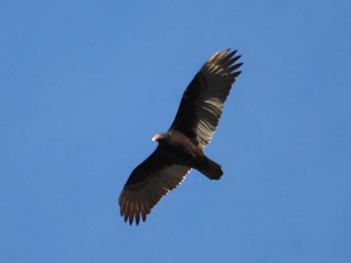 Turkey Vulture - ML647479825