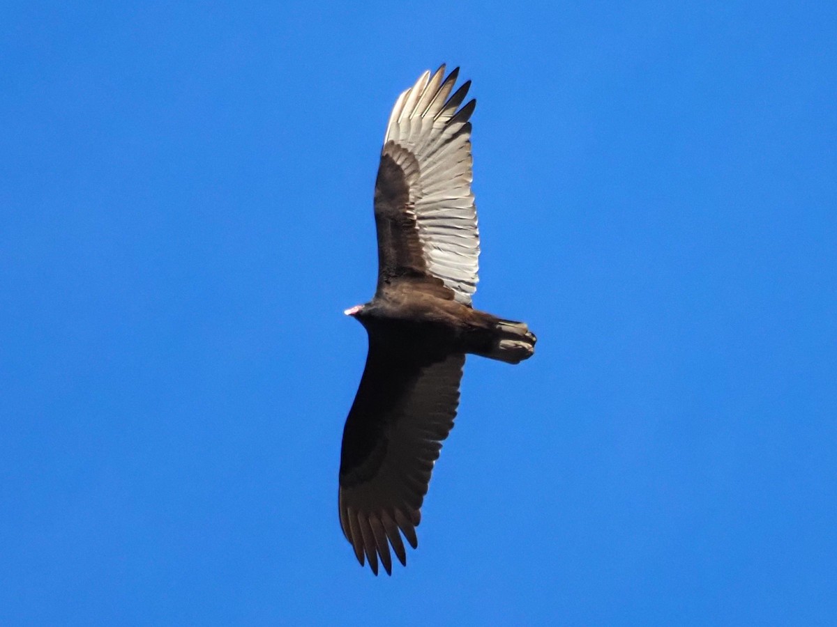 Turkey Vulture - ML647479826