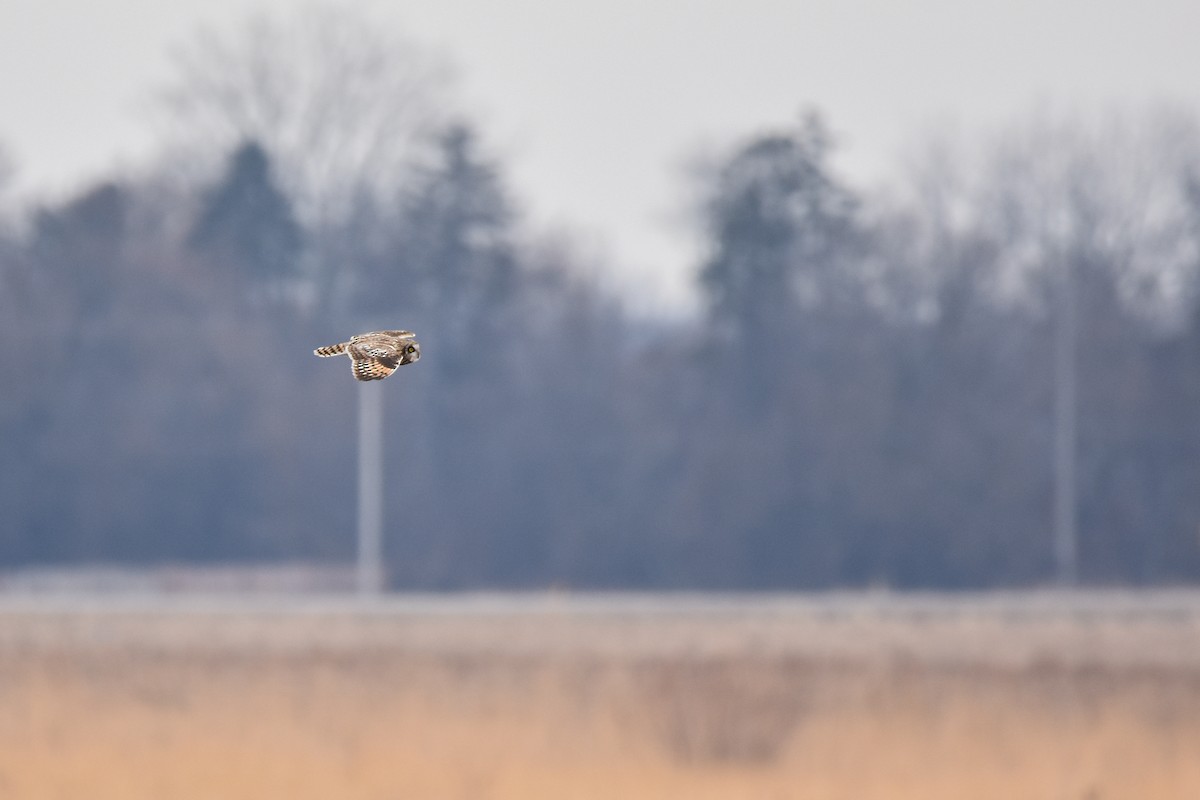 Short-eared Owl - ML647479827