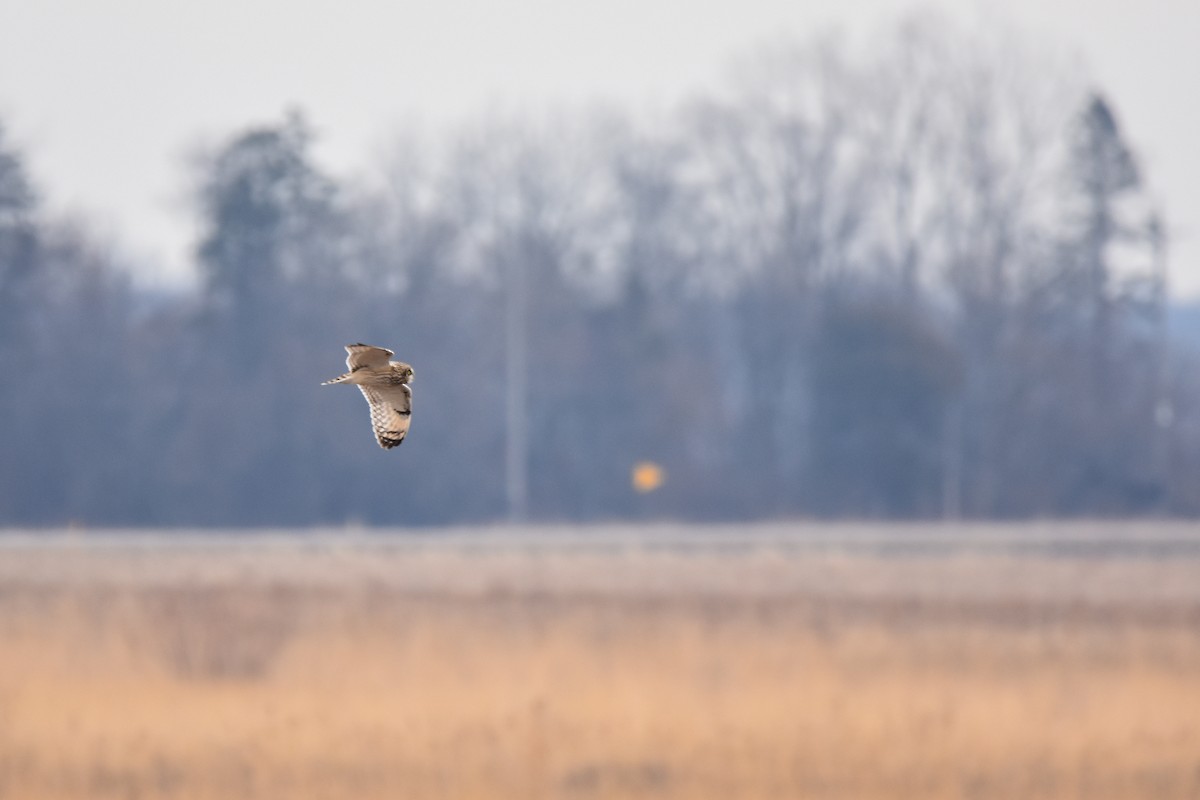 Short-eared Owl - ML647479828