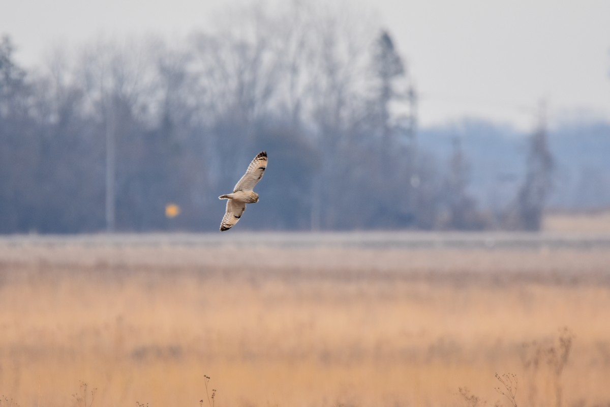 Short-eared Owl - ML647479829