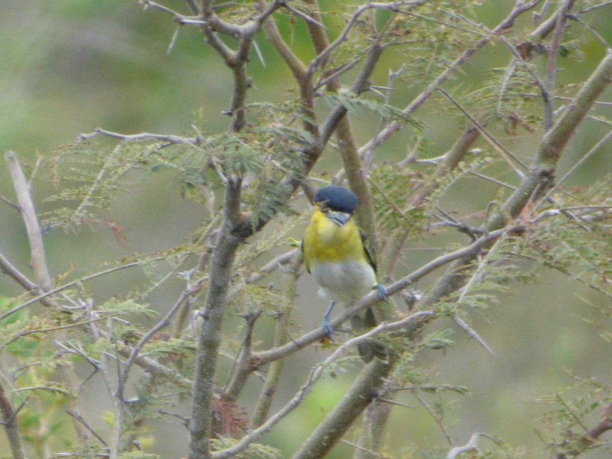 Green-backed Becard - ML647479856