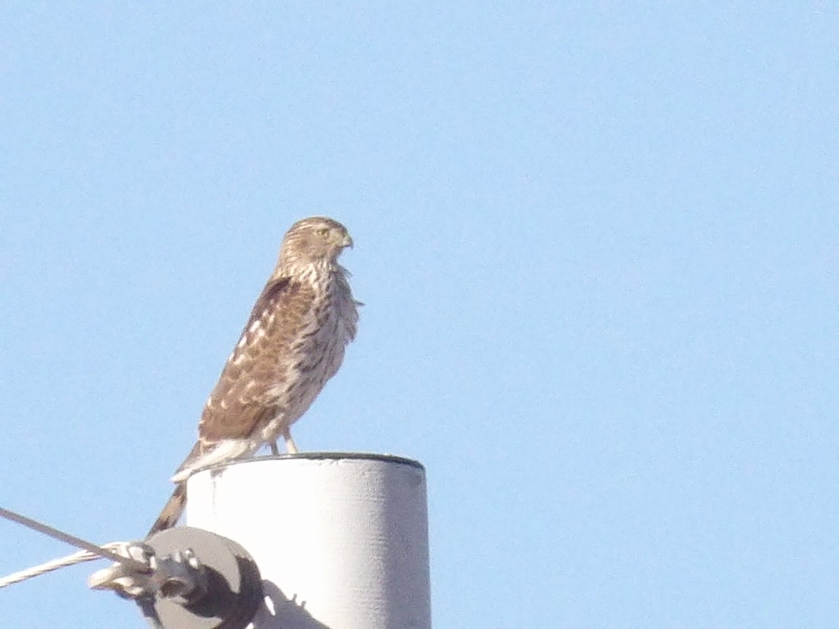 Cooper's Hawk - ML647479860