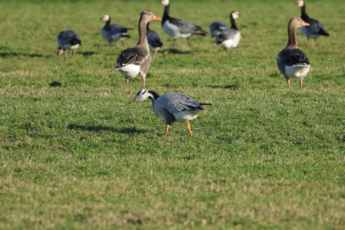 Гуска гірська - ML647479864