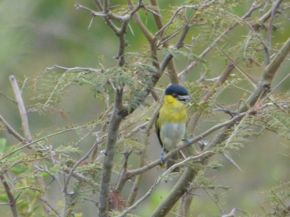 Green-backed Becard - ML647479866