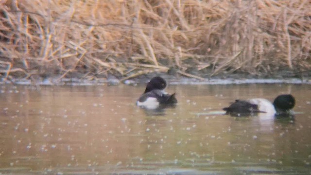 Чернь sp. - ML647479883