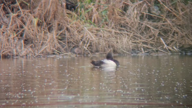 Чернь sp. - ML647479884