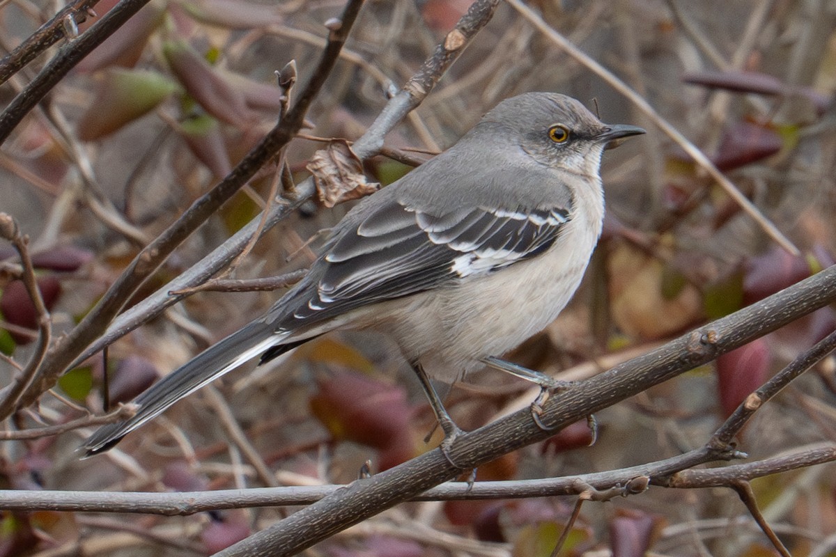 Northern Mockingbird - ML647479903