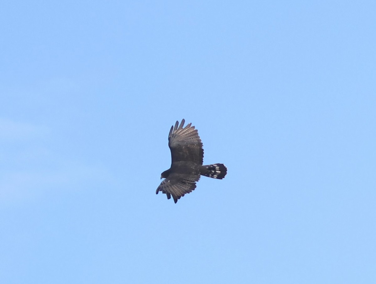 Zone-tailed Hawk - ML647479922