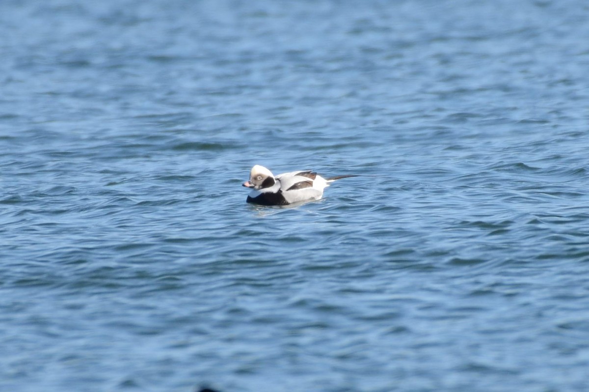 Telkuyruk - ML647479932