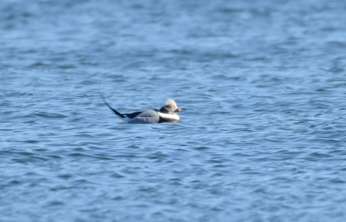 Telkuyruk - ML647479935