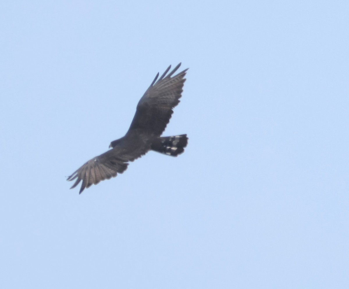 Zone-tailed Hawk - ML647479947