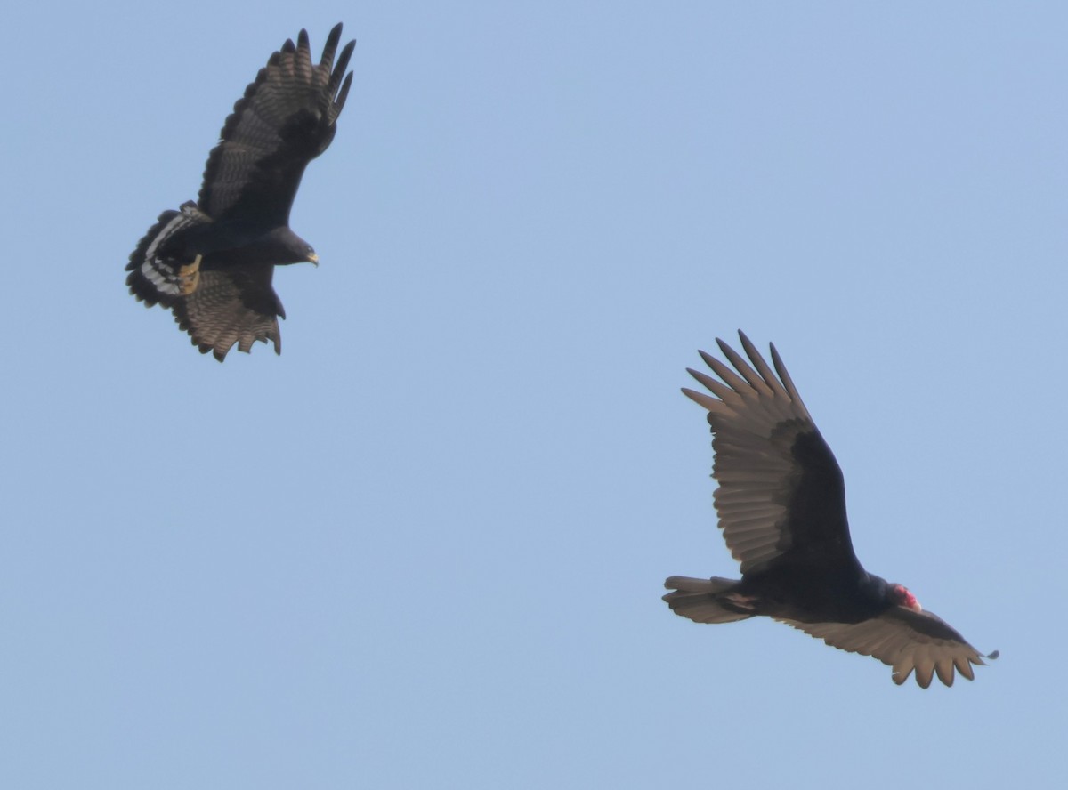 Zone-tailed Hawk - ML647479948