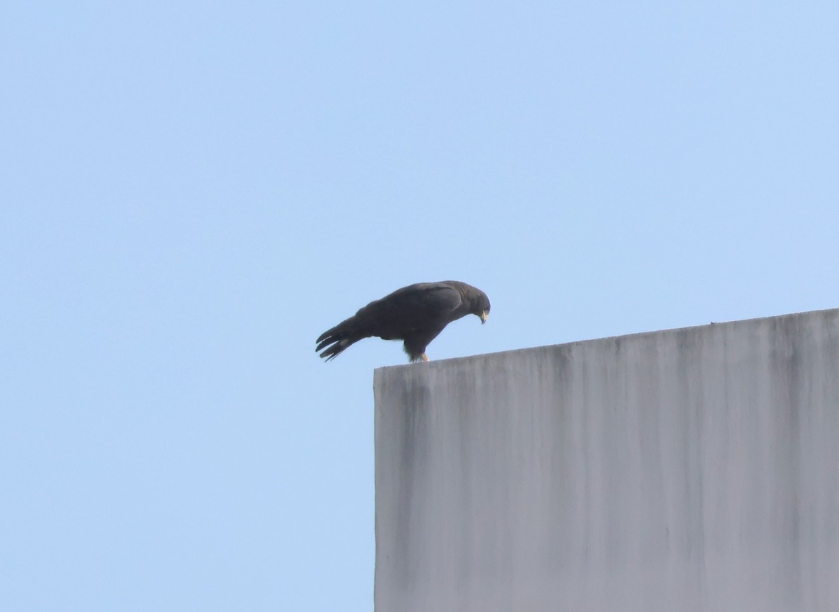 Zone-tailed Hawk - ML647479958