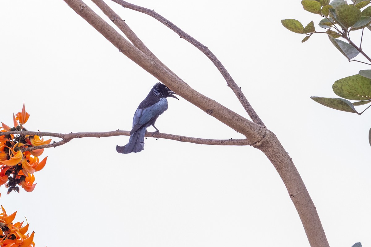 Hair-crested Drongo - ML647479971