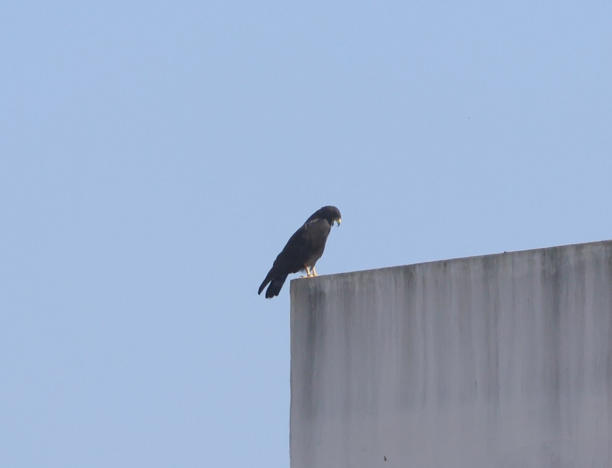 Zone-tailed Hawk - ML647479972