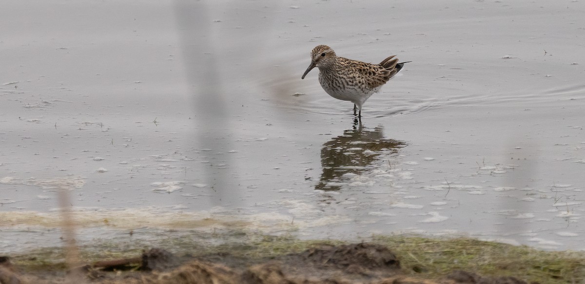White-rumped Sandpiper - ML647479975