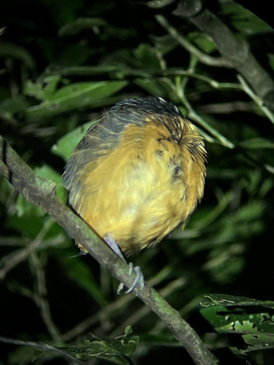 Scaled Antpitta - ML647480003