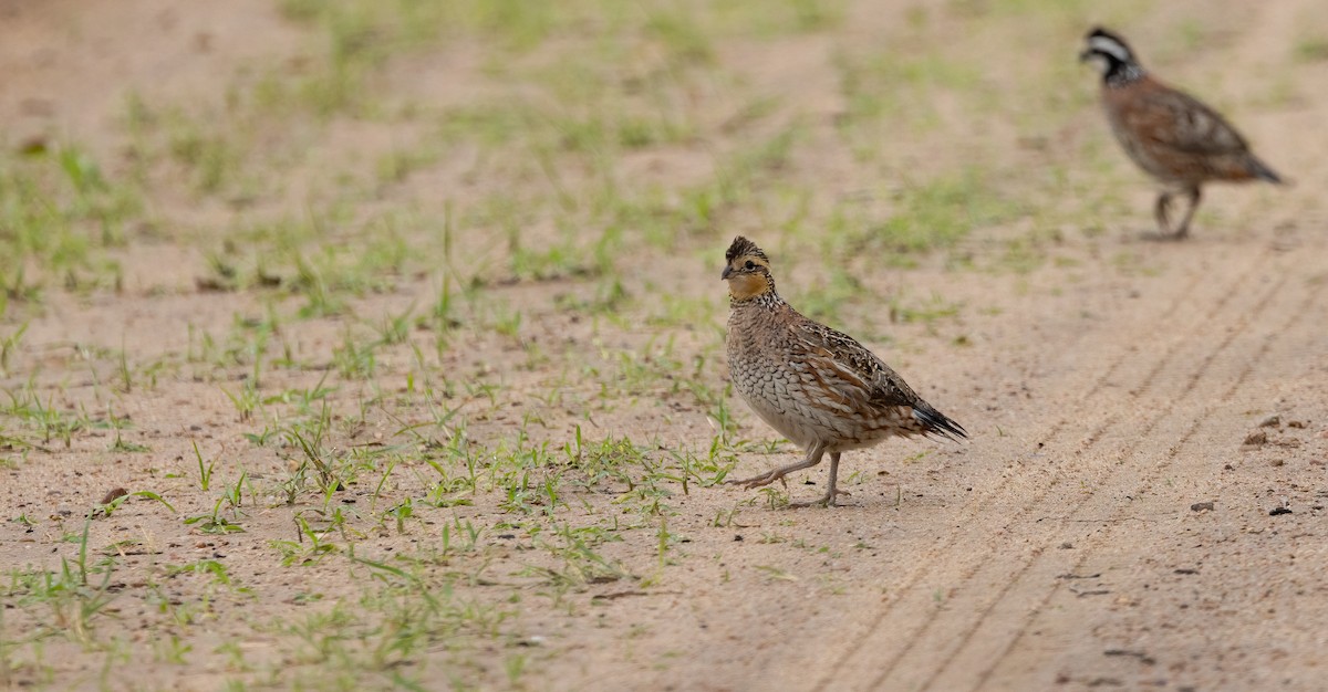 Northern Bobwhite - ML647480005