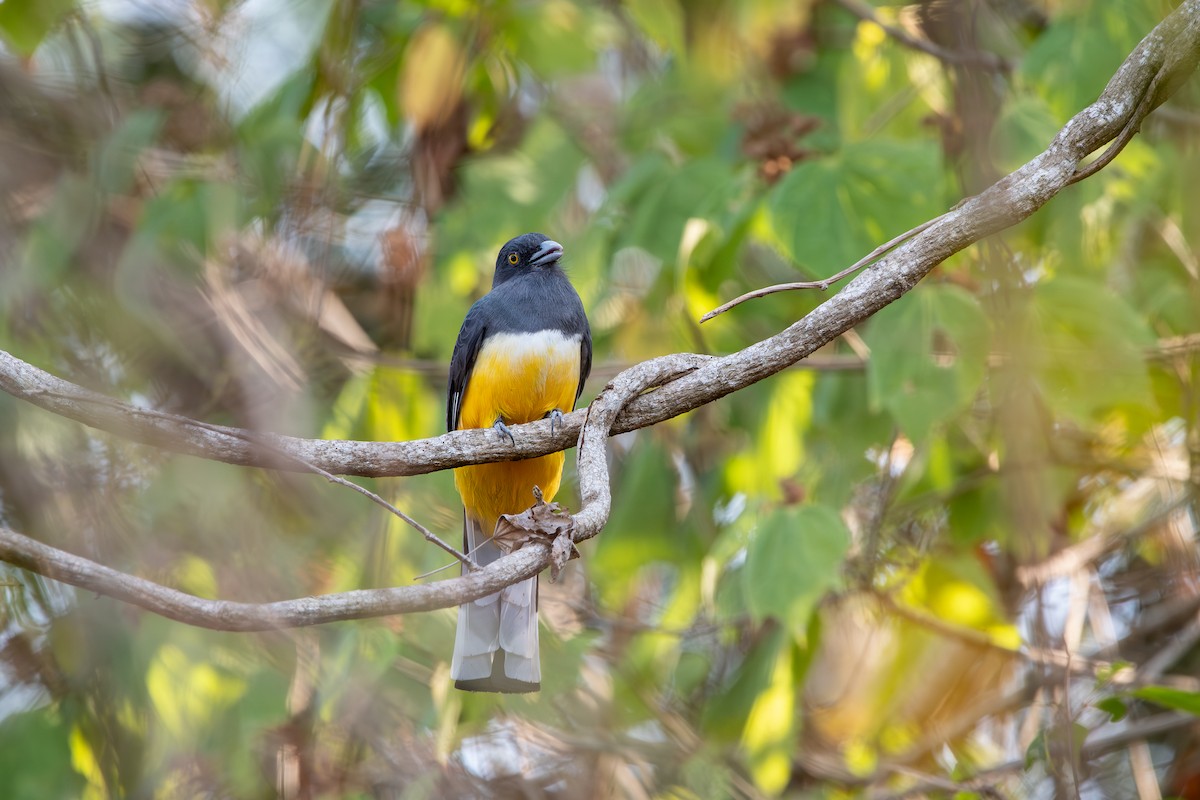 Citreoline Trogon - ML647480018