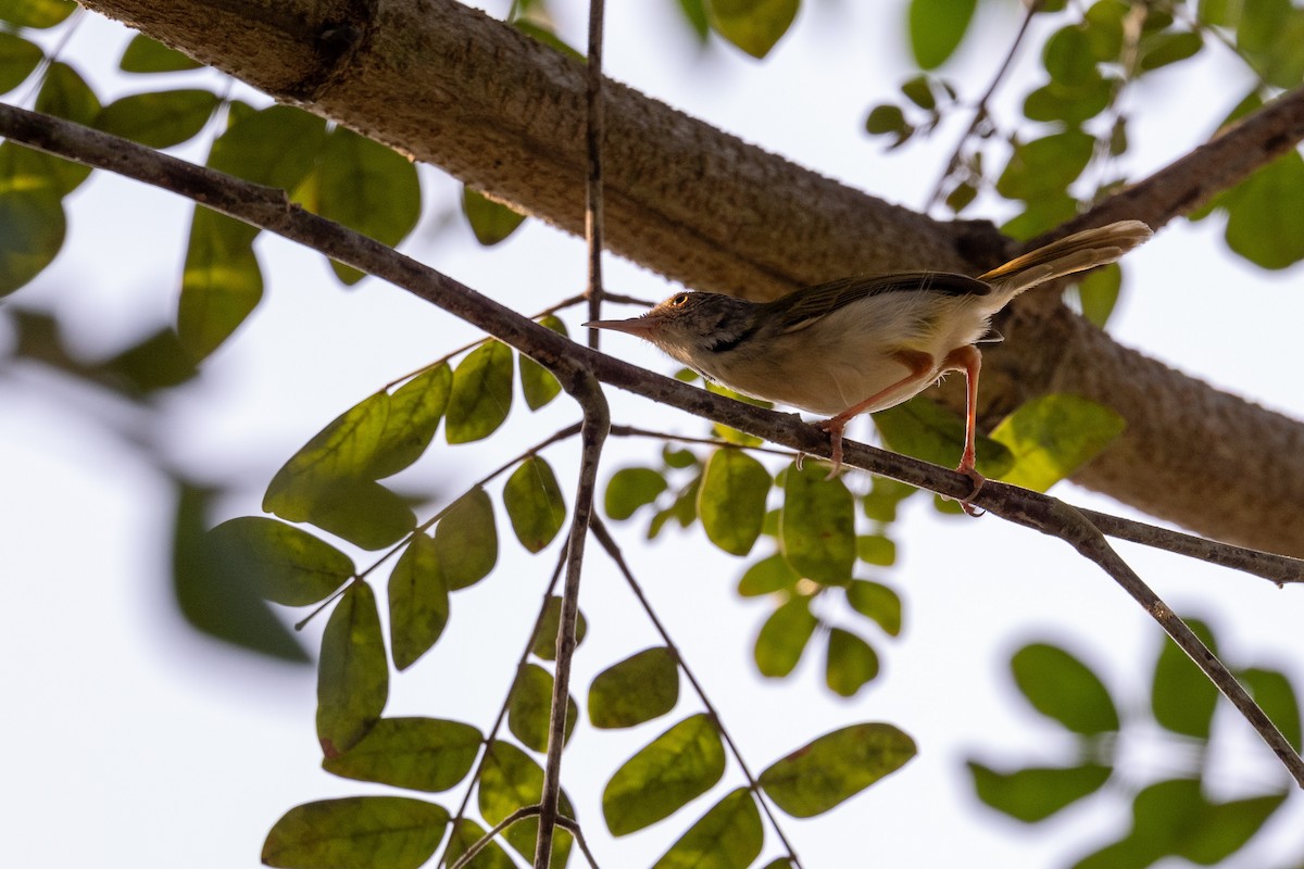 Common Tailorbird - ML647480025