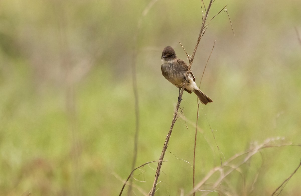 Eastern Phoebe - ML647480037