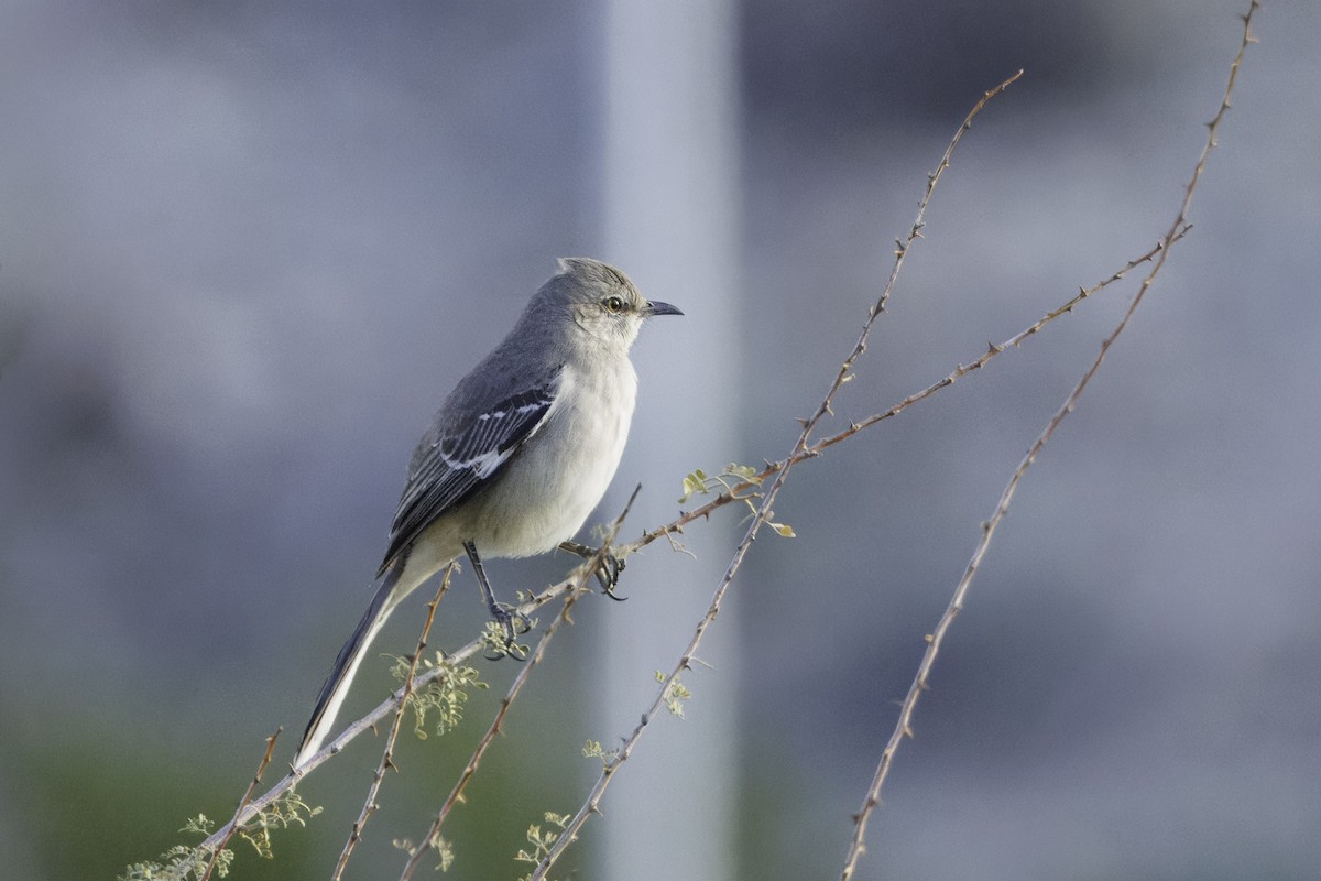 Northern Mockingbird - ML647480046