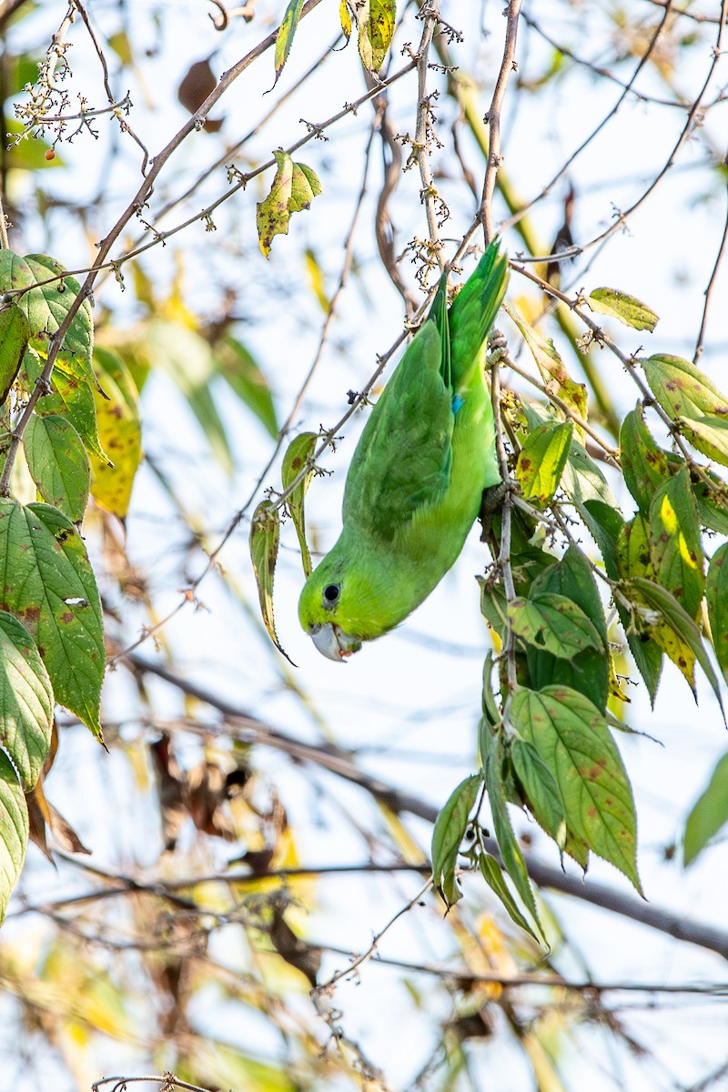 Blaubürzel-Sperlingspapagei - ML647480054