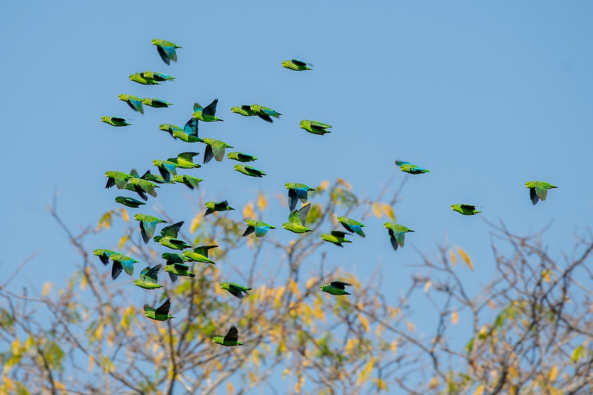 Blaubürzel-Sperlingspapagei - ML647480055