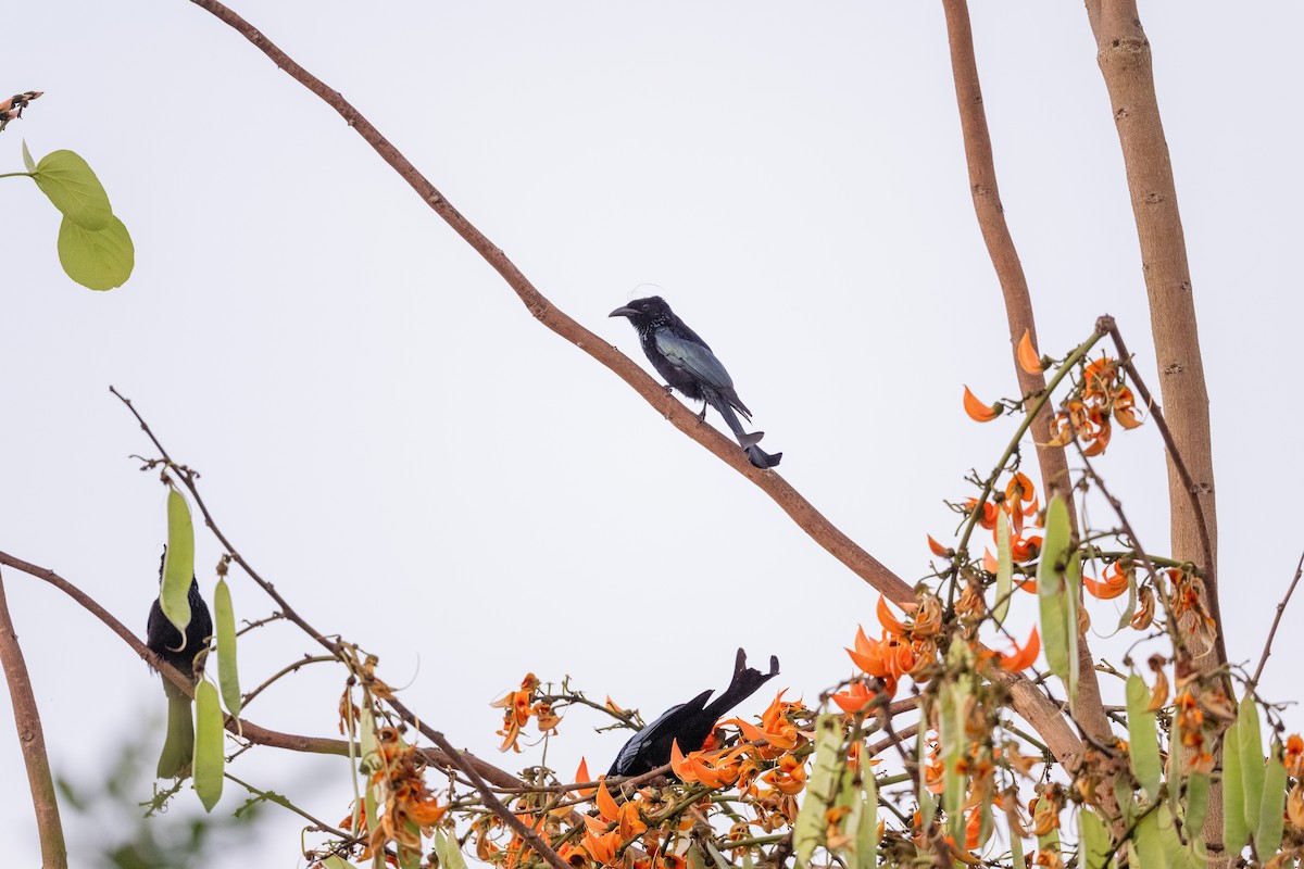 Hair-crested Drongo - ML647480057