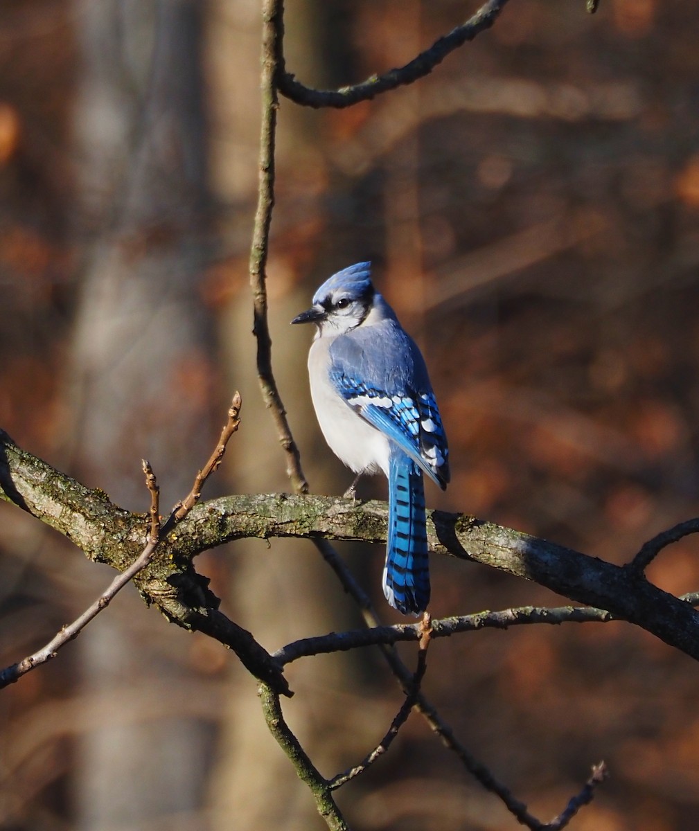 Blue Jay - ML647480088