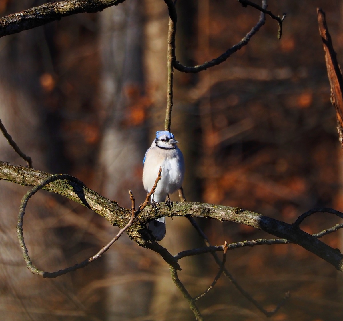 Blue Jay - ML647480089