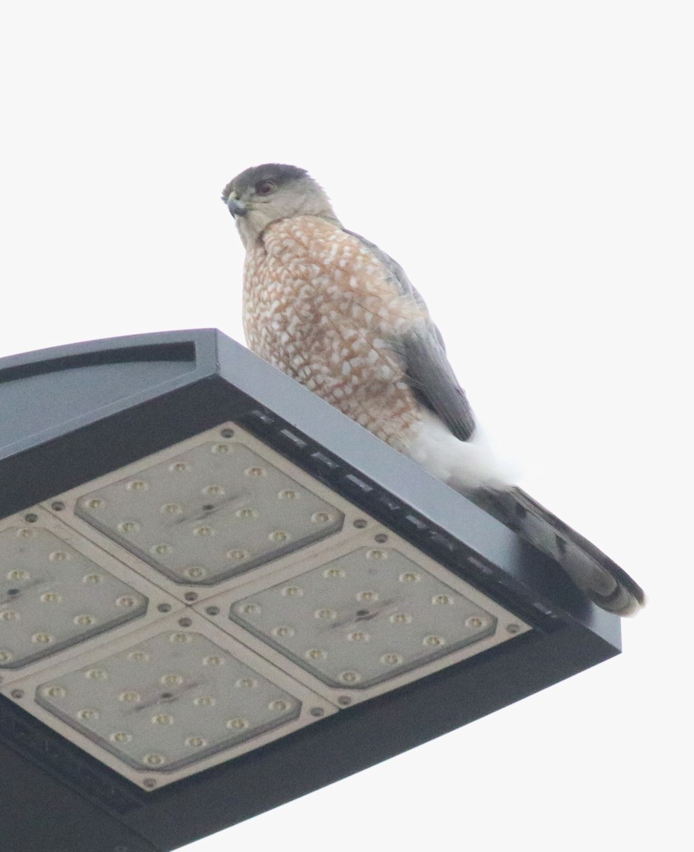 Cooper's Hawk - ML647480094