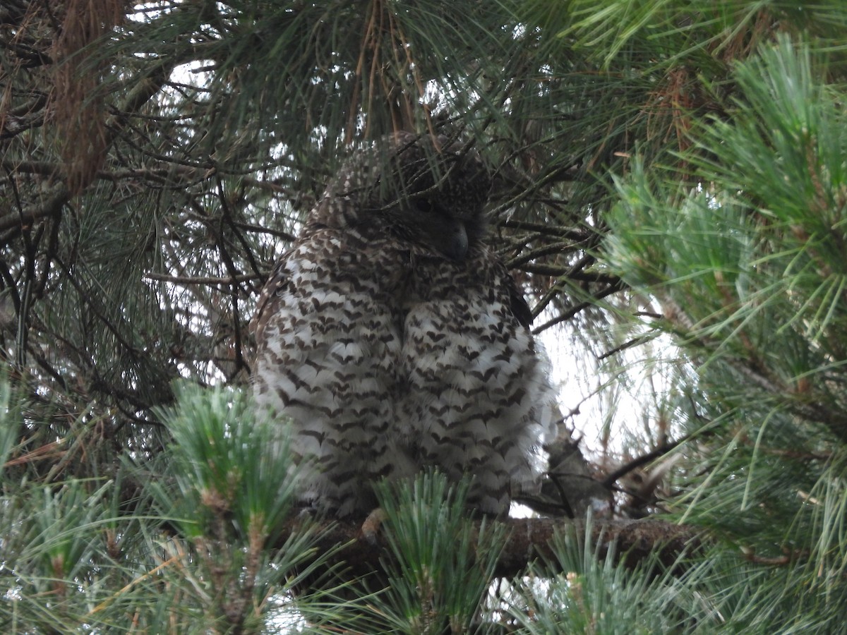 Powerful Owl - ML647480096
