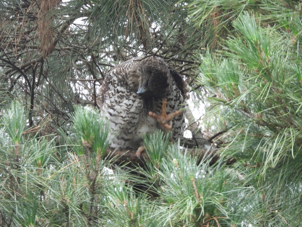 Powerful Owl - ML647480097