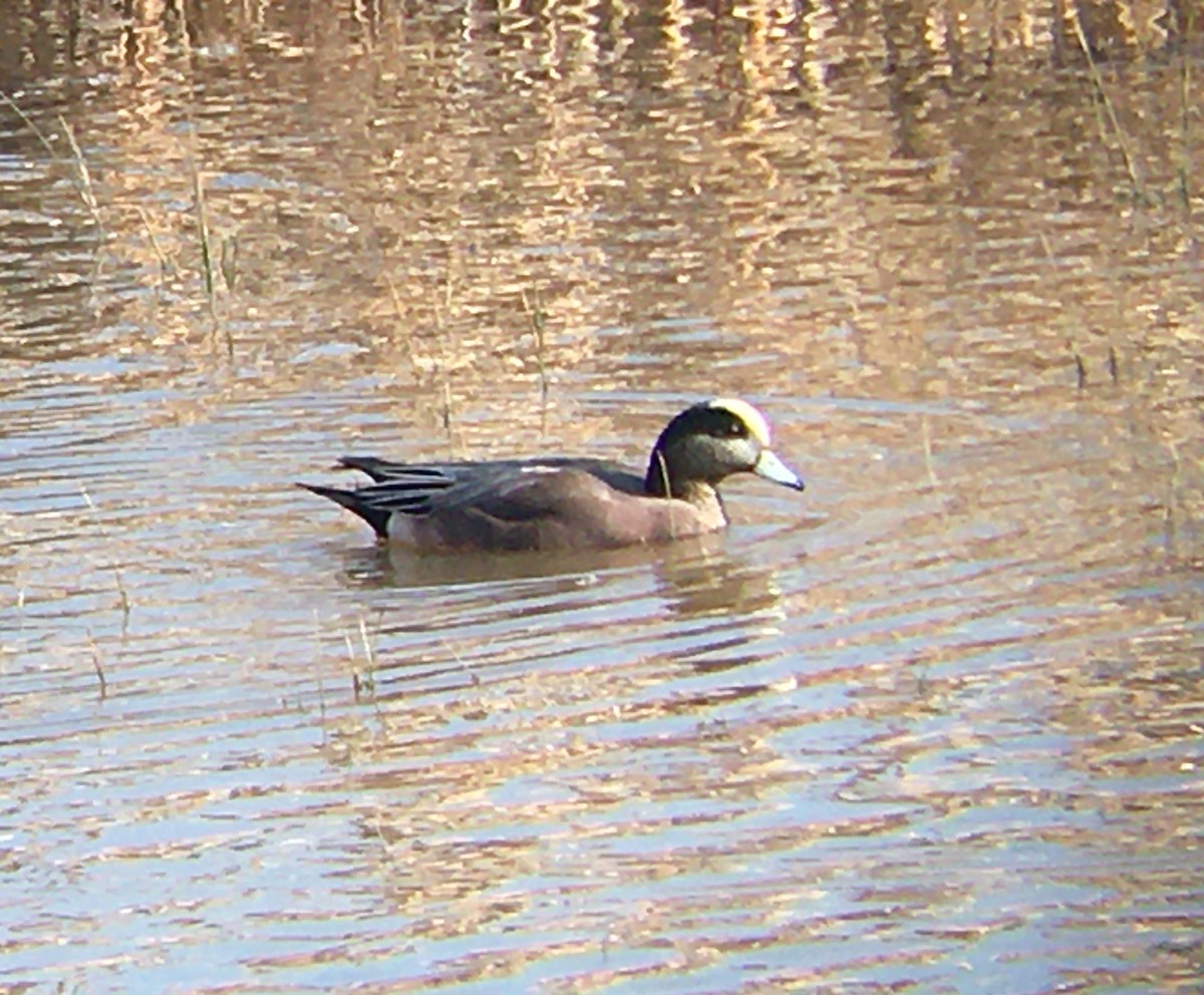 Свищ американський - ML647480103