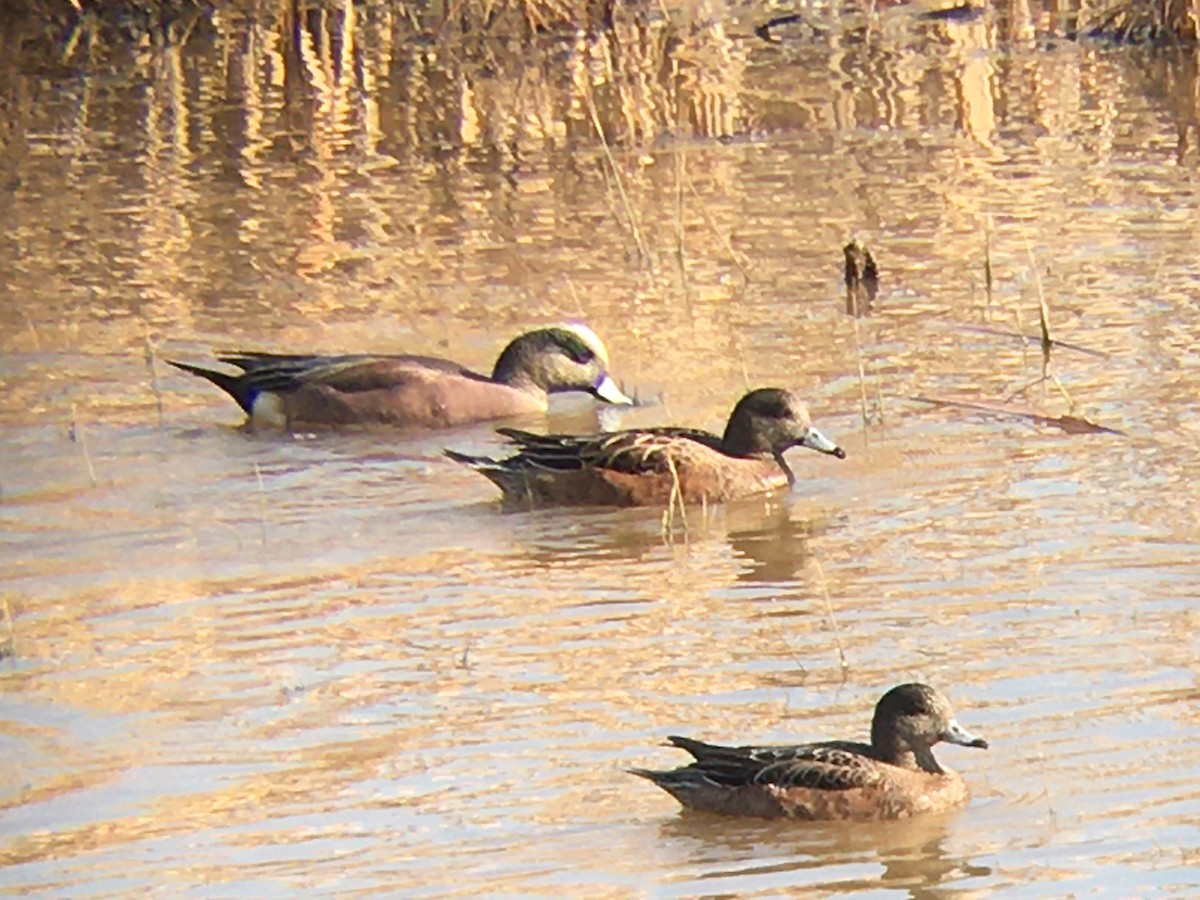 Свищ американський - ML647480104