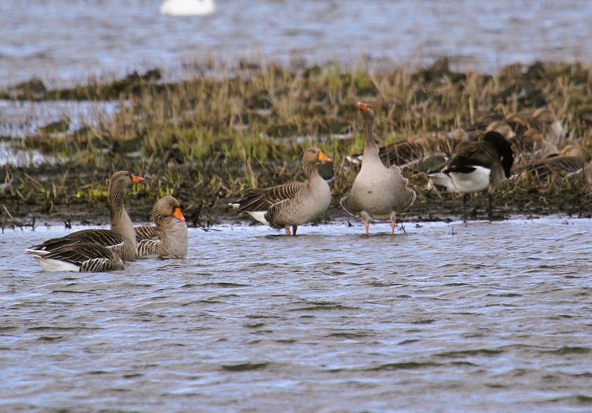 灰雁 - ML647480107