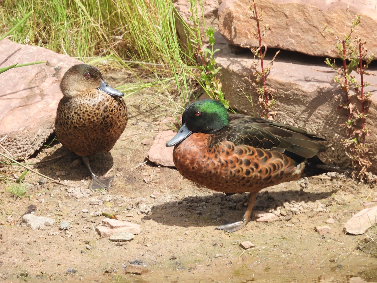 Chestnut Teal - ML647480113