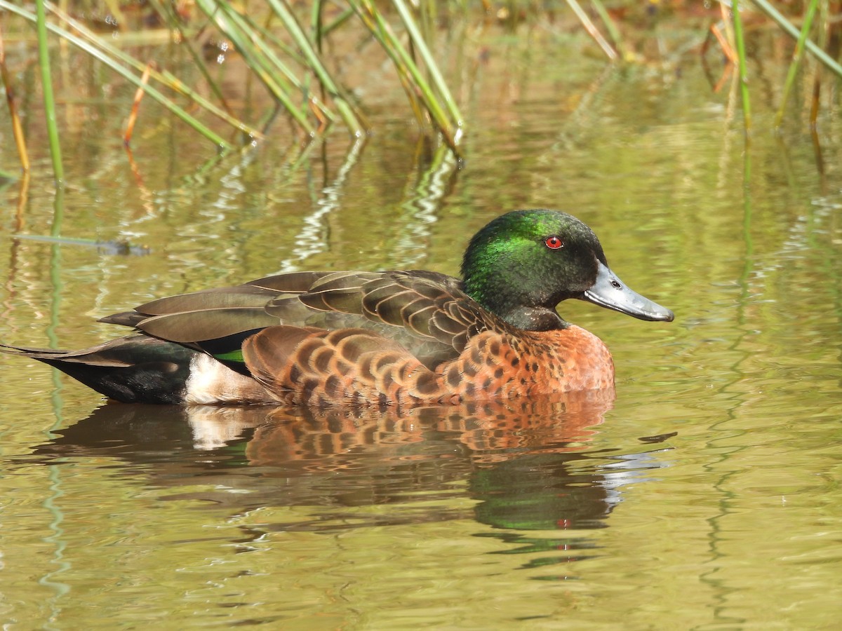 Chestnut Teal - ML647480114