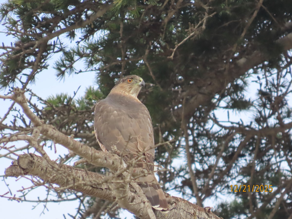 Cooper's Hawk - ML647480116