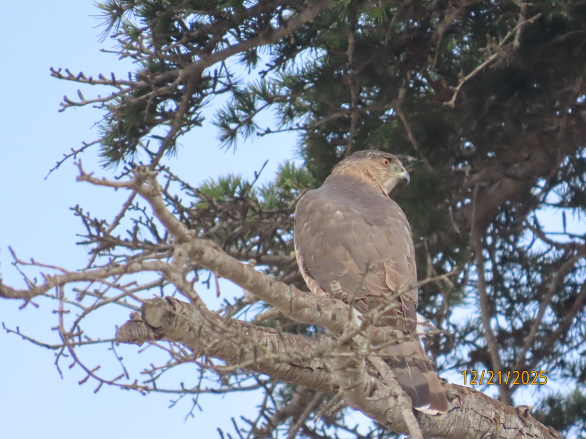 Куперов ястреб - ML647480117